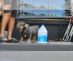 Small #6 French Bulldog