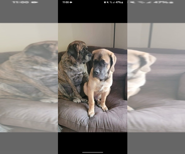 Medium Photo #11 Mastiff Puppy For Sale in MITCHELL, NE, USA