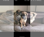Small #10 Mastiff