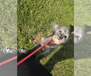 Chi-Poo (Miniature) Dogs for adoption in Westminster, MD, USA