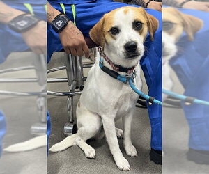 Beagle-Unknown Mix Dogs for adoption in Forestville, MD, USA