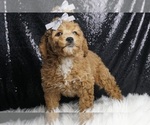 Image preview for Ad Listing. Nickname: Sweetheart AKC