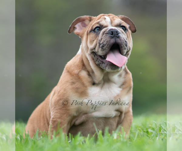 Medium Photo #14 Bulldog Puppy For Sale in WARSAW, IN, USA