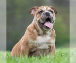 Small #13 Bulldog