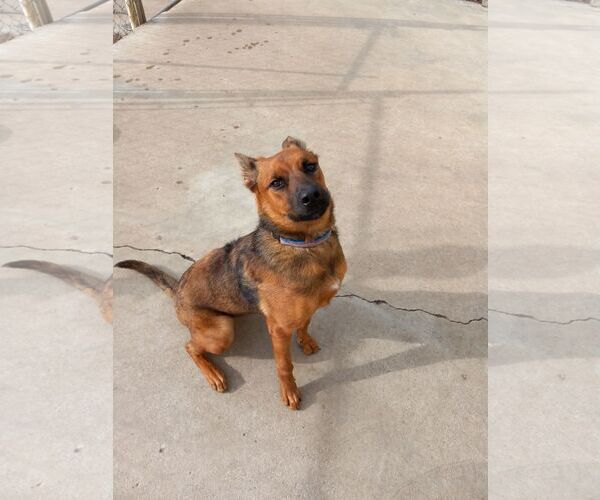 Medium Photo #5 Mutt Puppy For Sale in Stevens Point, WI, USA