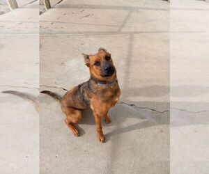 Kya - OH - Female Mutt Dog for Adoption - Photo #5