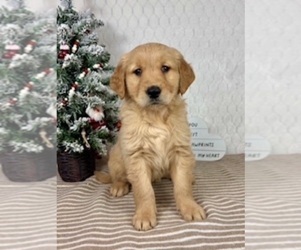 Medium Photo #4 Golden Retriever Puppy For Sale in GREENFIELD, IN, USA