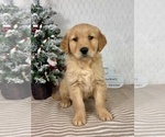 Small Photo #4 Golden Retriever Puppy For Sale in GREENFIELD, IN, USA
