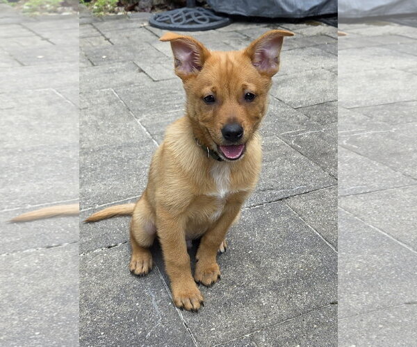 Medium Photo #1 Aussiepom Puppy For Sale in Oakhurst, NJ, USA