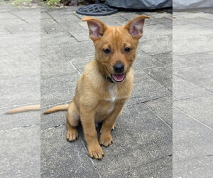 Aussiepom Dogs for adoption in Oakhurst, NJ, USA