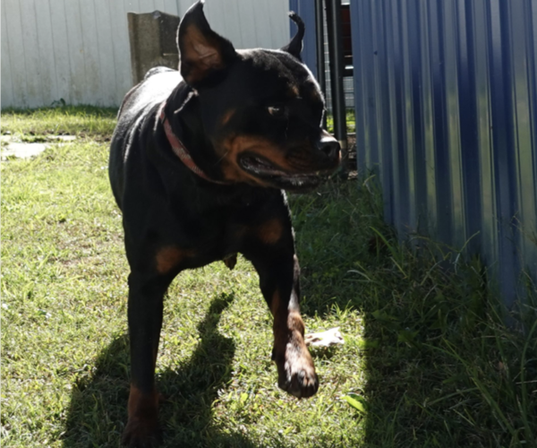 Medium Photo #15 Rottweiler Puppy For Sale in S CHARLESTON, WV, USA