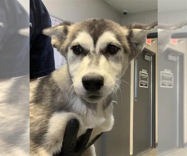 Medium Photo #1 Siberian Husky-Unknown Mix Puppy For Sale in Visalia, CA, USA