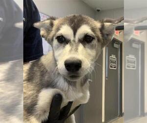 Siberian Husky-Unknown Mix Dogs for adoption in Visalia, CA, USA