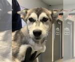 Small Siberian Husky Mix