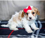 Puppy Zalie Cavapoo