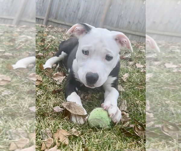 Medium Photo #9 American Pit Bull Terrier-Unknown Mix Puppy For Sale in Germantown, OH, USA
