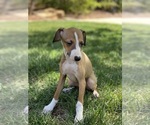 Small Photo #24 Italian Greyhound Puppy For Sale in SAINT GEORGE, UT, USA