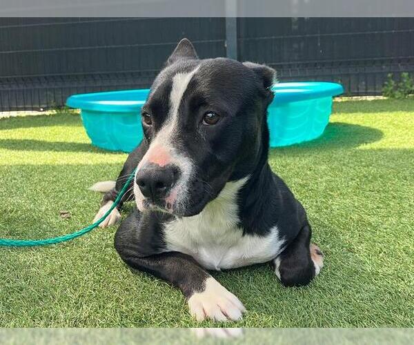 Medium Photo #1 Mutt Puppy For Sale in Orange, CA, USA