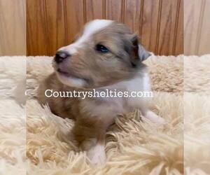 Shetland Sheepdog Puppy for sale in GRAFTON, OH, USA