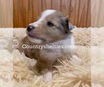 Image preview for Ad Listing. Nickname: Sable Merle 1