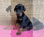 Small Photo #4 Doberman Pinscher Puppy For Sale in BETHANY, CT, USA