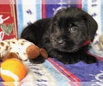 Small Photo #3 Cane Corso-Labradoodle Mix Puppy For Sale in CLAY, PA, USA
