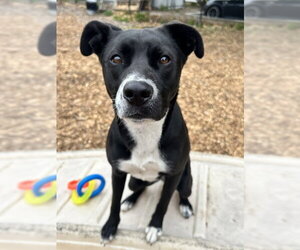 Labrador Retriever-Unknown Mix Dogs for adoption in Santa Cruz, CA, USA
