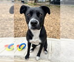 Small Labrador Retriever Mix