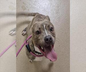 American Pit Bull Terrier Dogs for adoption in Decatur, IL, USA