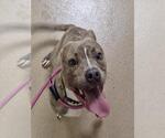 Small American Pit Bull Terrier