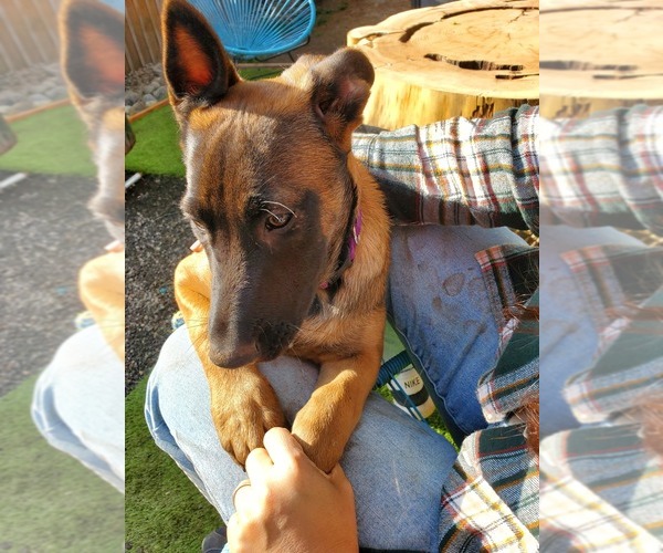Medium Photo #2 Belgian Malinois Puppy For Sale in BEAVERTON, OR, USA