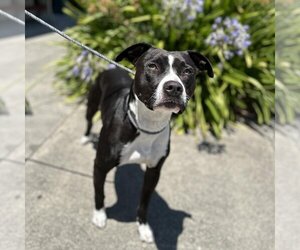 American Staffordshire Terrier Dogs for adoption in Rohnert Park, CA, USA