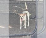 Small Mutt