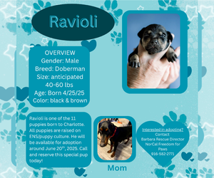 Doberman Pinscher Dogs for adoption in Rancho Cordova, CA, USA