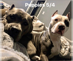 Small Photo #19 American Pit Bull Terrier Puppy For Sale in BUFFALO, NY, USA