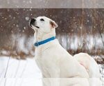 Small Photo #1 Labrador Retriever Puppy For Sale in ROOSEVELT, MN, USA