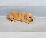Small #1 Golden Retriever
