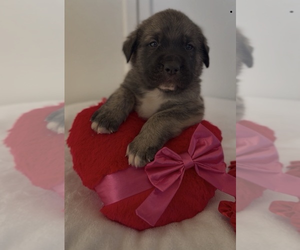 Medium Photo #1 Mastiff-Pyrenean Mastiff Mix Puppy For Sale in RHOME, TX, USA