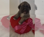 Puppy Black Mastiff-Pyrenean Mastiff Mix