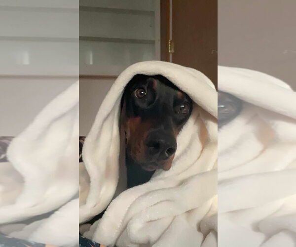 Medium Photo #1 Doberman Pinscher Puppy For Sale in Buffalo, MN, USA