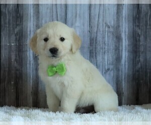 English Cream Golden Retriever Puppy for sale in FREDERICKSBG, OH, USA