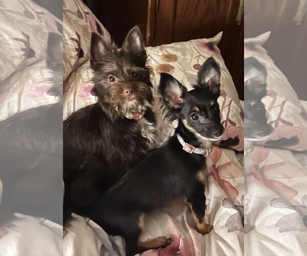 Medium Photo #3 Chihuahua-Unknown Mix Puppy For Sale in Staten Island, NY, USA