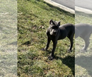 Cane Corso Litter for sale in PIKESVILLE, MD, USA