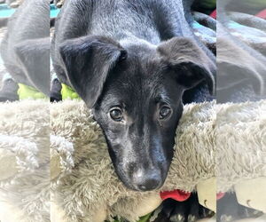 German Shepherd Dog-Unknown Mix Dogs for adoption in Royal Palm Beach, FL, USA