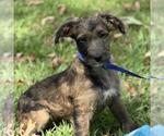 Small #1 Labrador Retriever Mix