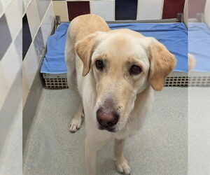 Golden Retriever-Unknown Mix Dogs for adoption in Plano, TX, USA