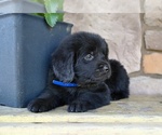 Small #7 Newfoundland