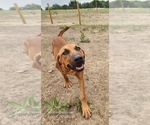 Small #18 Catahoula Leopard Dog