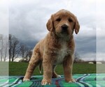 Small Photo #1 Labradoodle Puppy For Sale in GREENCASTLE, PA, USA