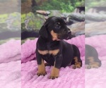 Luna 2025 F4 - Female Catahoula Leopard Dog Puppy for Sale - Photo #4